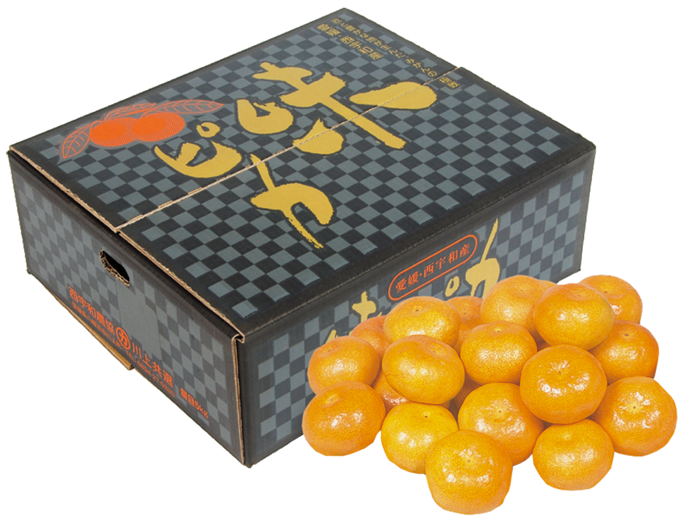 味ピカみかん　Mサイズ　5キロ箱　1ケース 味ピカみかん 5kg 特秀 Mサイズ | 西宇和農協 川上共選